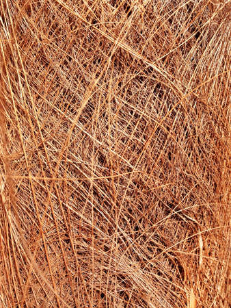 Abstract shot of palm tree fibre bark. Great definition and brown tones の素材