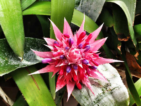 Beautiful flower from exotic plantsの素材