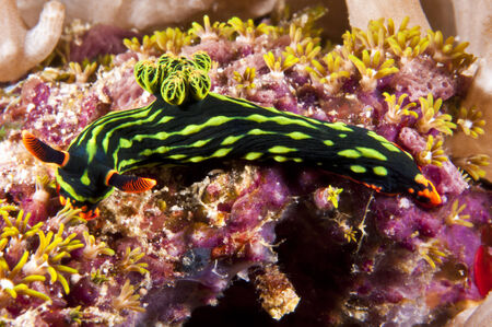 Nudibranch Sea Slugの写真素材