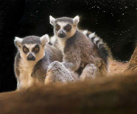 Lemur Family