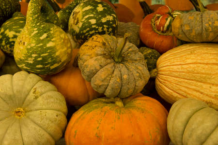 Fall gourds