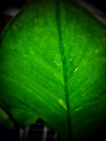 Sunlight through a big green leafの素材