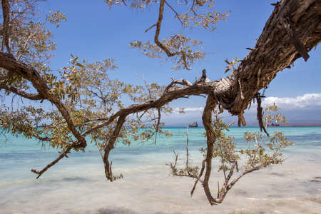 Branch to the worldの写真素材