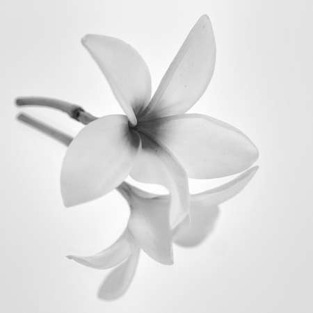 BNW Flowerの写真素材