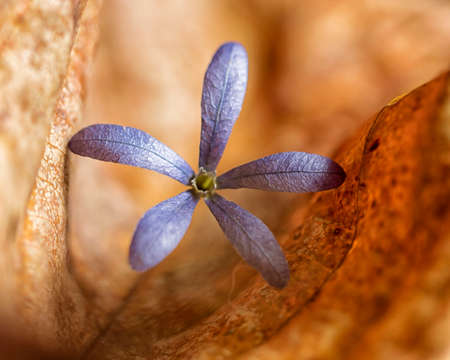 Single purple flowerの写真素材