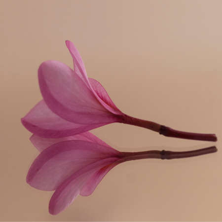 Pink Flowerの写真素材