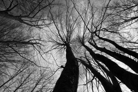 Black and white photography of treetopsの写真素材