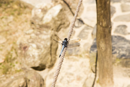 Close-up of a dragonfly perched on a ropeの写真素材