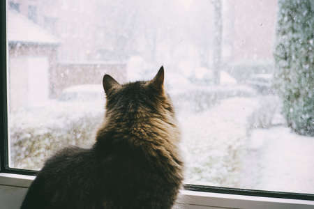 Animals, Nature