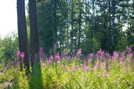 forest flowers