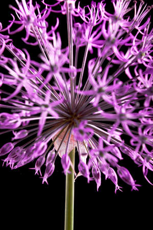 Beautiful flower isolated on black background.