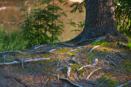 tree roots above the ground