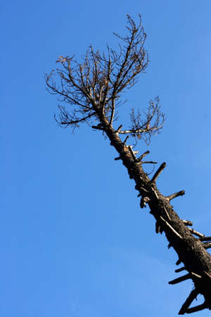 old tree