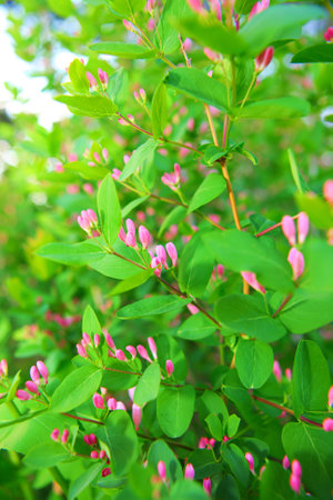 spring flowers close up background