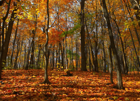 autumn forest scene