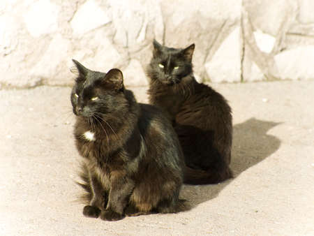 Cats think of a life
