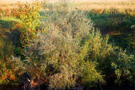 autumn colors