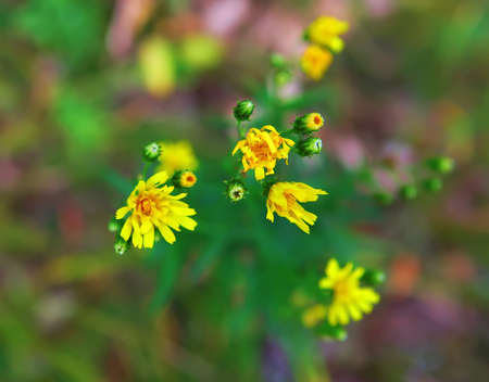 unbeautiful flowers
