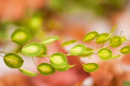 Green Leaves