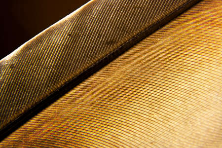 feather