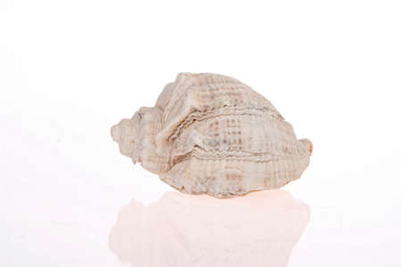 seashell