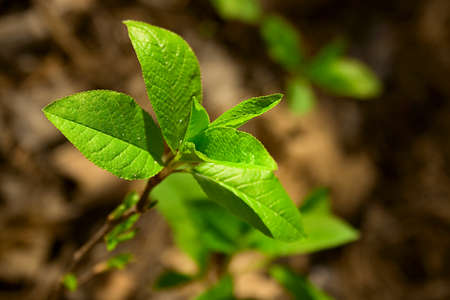 leaves
