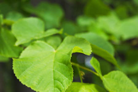 background of green leaves close-up