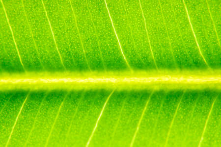 leaf