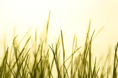 Grass