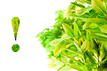 leaves