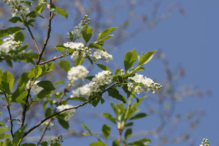 White Blossoms - Blue Sky