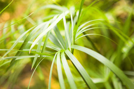 green plant close up background
