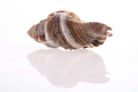 Seashell