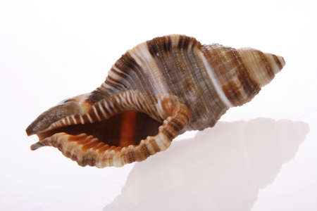 Seashell