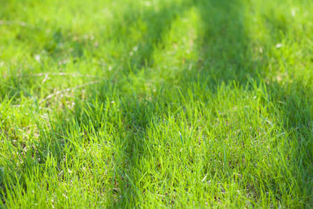 Green Grass