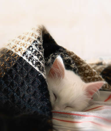 Sleeping cat