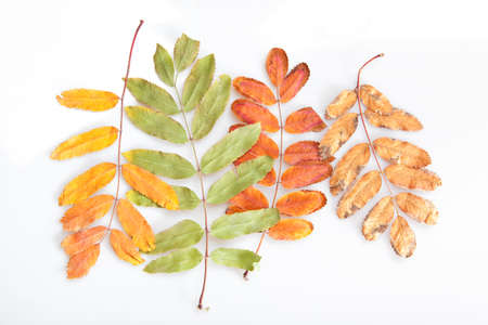 leaves