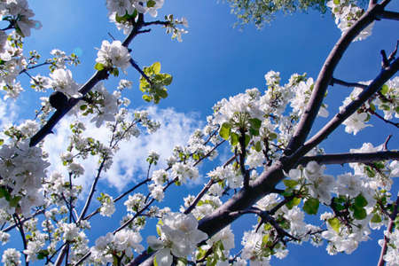 Flowers on appletree