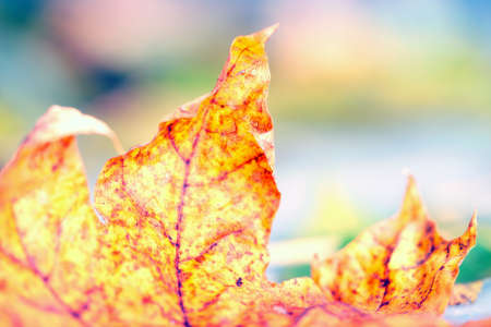 Autumn leaf
