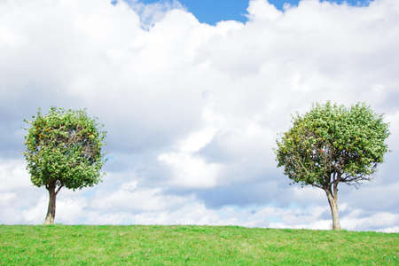 Trees