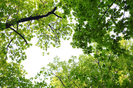 Green leaves