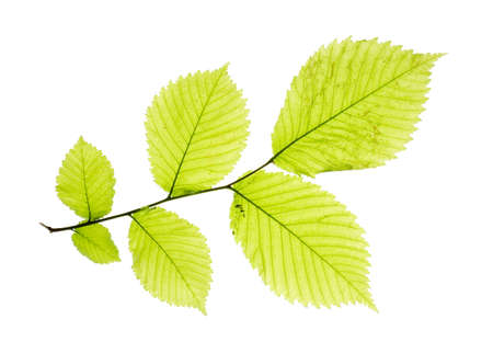 leaves isolated on white background