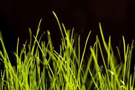 grass