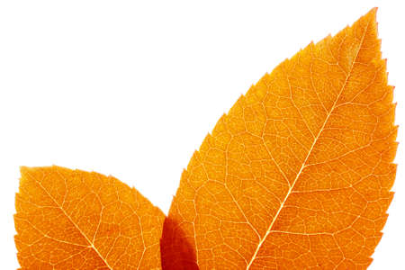 autumn leaves close up background
