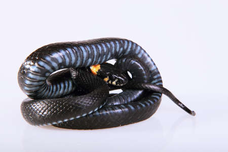 Snake