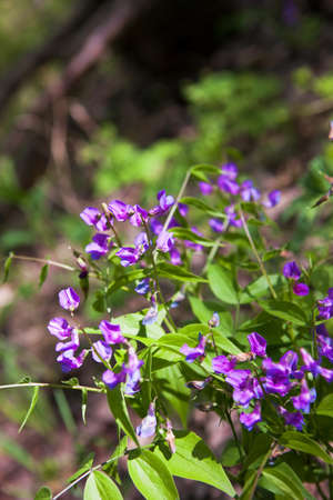spring flowers