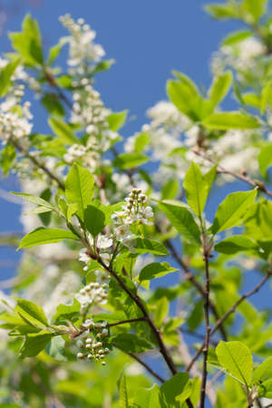 blossoming tree