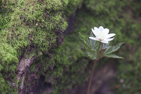 spring flower