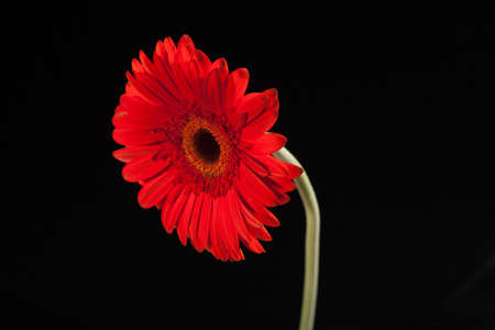gerbera
