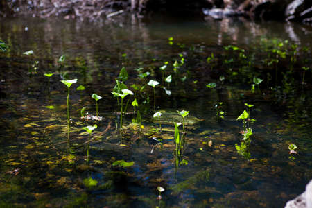 water plants